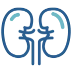 Icon Kidney