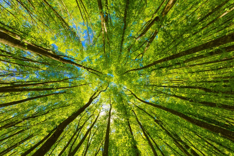 A ground view looking up towards the sky through tall green-leafed trees.