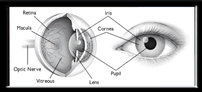 bigeye-e