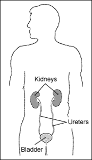 the-kidneys