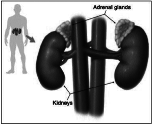 Adrenal Insufficiency