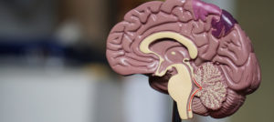 A model of the inside of a human brain