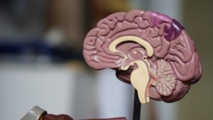 A model of the inside of a human brain
