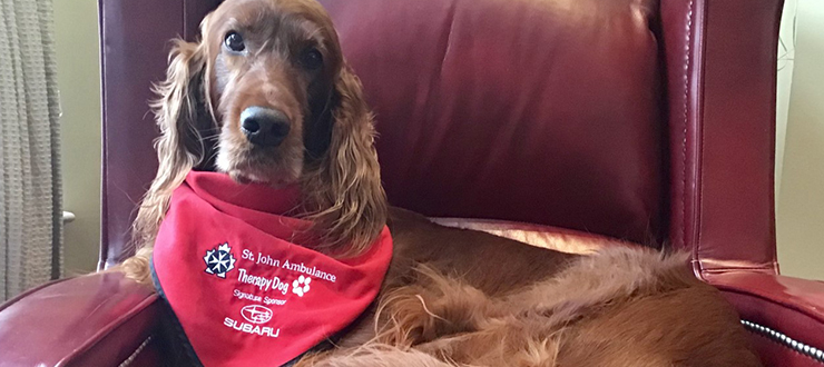 Caileigh, the virtual therapy dog.