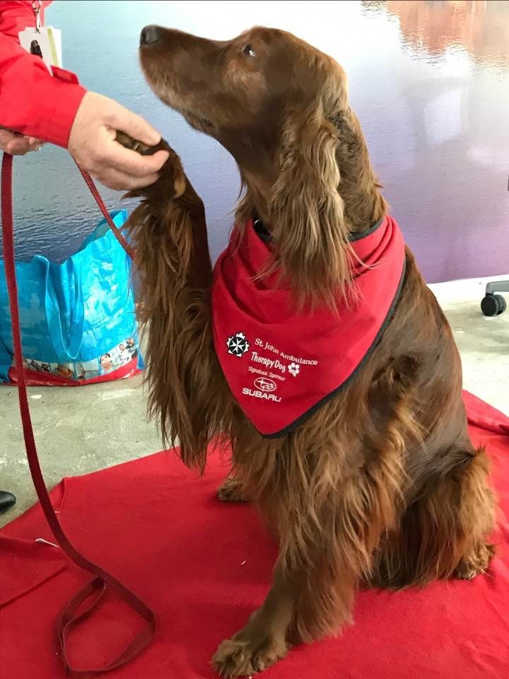 Caileigh the therapy dog