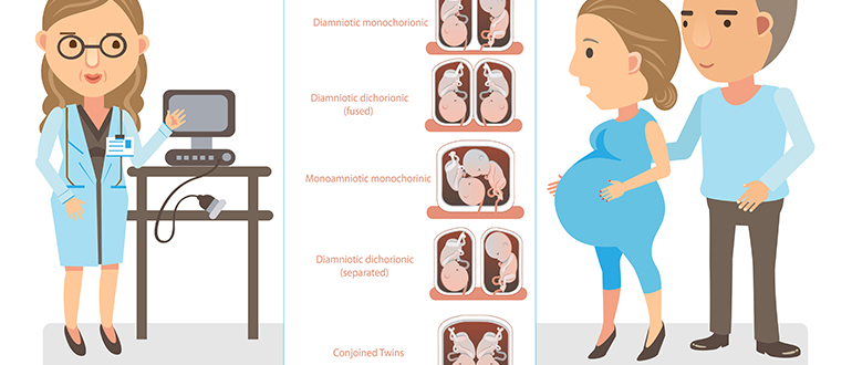 Cartoon vector illustration of doctor explaining twin pregnancy