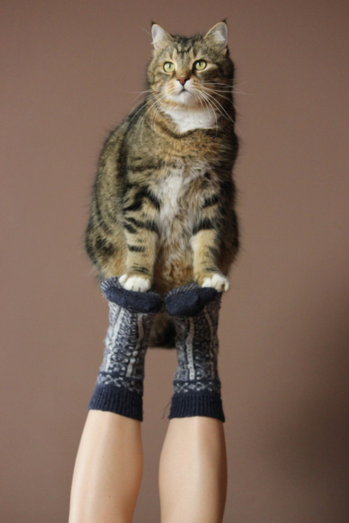 Cat sitting on top of healthy socked feet