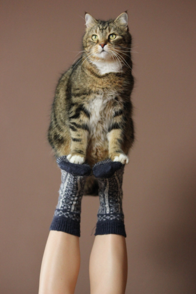 Chat assis sur la plante des pieds en santé d’une personne qui porte des chaussettes