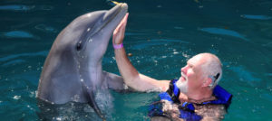 Wayne Herrick, swimming, touches a dolphin’s chin with his hand.