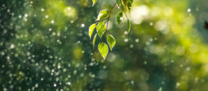 Leaves in the sunlight