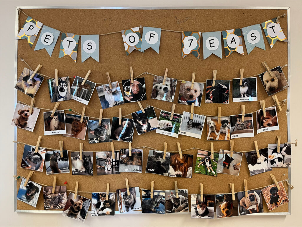 Square pictures of different pets are hung across a corkboard and attached with clothespins.