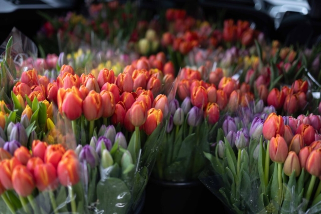 Bouquets of tulips