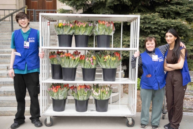 Volunteers deliver the bouquets of tulips.