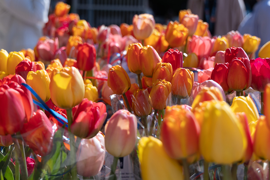 The gift of tulips.